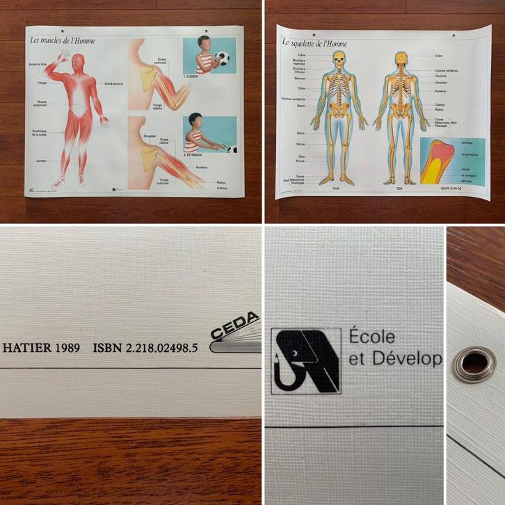 Affiche Scolaire CEDA / HATIER « Muscle / Squelette » (1989), Antiquités & Art, Antiquités | Cartes scolaires, Enlèvement ou Envoi