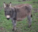 Mini-ezel merrie veulen, Dieren en Toebehoren, Juni, Vrouwelijk