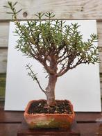 Bonsai, Tuin en Terras, Ophalen