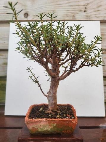 Bonsai beschikbaar voor biedingen