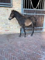 Welsh pony veulen, Dieren en Toebehoren, Pony's, 0 tot 2 jaar, Hengst, B pony (1.17m tot 1.27m), Onbeleerd
