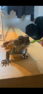 Uromastyx nigriventris oranje vrouwtje, Dieren en Toebehoren, Hagedis, Tam, 0 tot 2 jaar