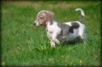 Jack Russell pups blauw lilac, Dieren en Toebehoren, België, Jack Russell Terriër, CDV (hondenziekte), 8 tot 15 weken