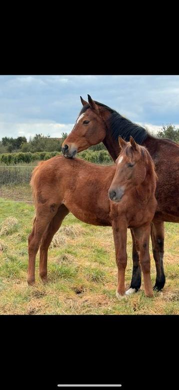 Interessante  spring merrie jaarling moeder 1.50 gelopen, Vermifugé, 0 à 2 ans, Jument, Non dressé