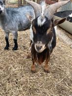 Mini dwerggeit bok