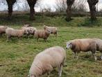 Winter begrazing  voor schapen gezocht, Dieren en Toebehoren