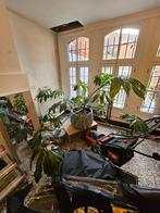 Grande plante d'intérieur Philodendron Goeldii, Maison & Meubles, Plantes d'intérieur, Plante verte, Enlèvement, Ombre partielle