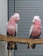 Rosé kaketoe pop, Dieren en Toebehoren, Vogels | Parkieten en Papegaaien, Geringd