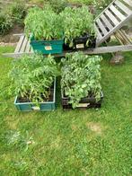 tomatenplanten 40 cm, Enlèvement