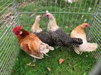 Brakel krielen, Dieren en Toebehoren, Pluimvee, Vrouwelijk, Kip