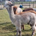 Alpaca merrie Rosé grey appaloosa bloed, Augustus, Vrouwelijk