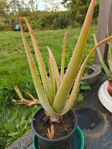 Aloe Vera: mooie grote soort uit Lanzarote  beschikbaar voor biedingen