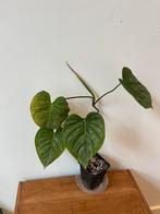 Philodendron Majestic, Ophalen of Verzenden