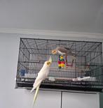 Valkparkieten + kooi, Meerdere dieren, Parkiet