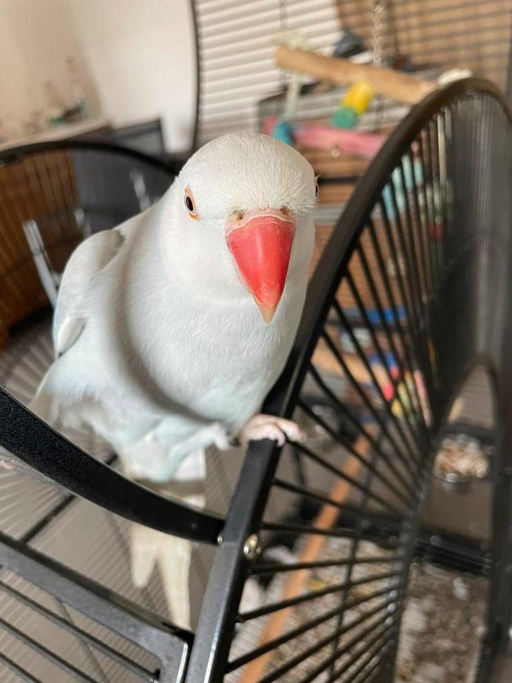 Prachtige halsbandparkiet, Dieren en Toebehoren, Vogels | Parkieten en Papegaaien, Parkiet, Mannelijk, Pratend, Tam, Geringd