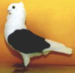 Gezocht: Sierduif = Vlaanderse smierel, Animaux & Accessoires, Oiseaux | Pigeons, Femelle, Autres espèces