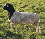Dorper ram, Dieren en Toebehoren, Schapen, Geiten en Varkens, Mannelijk, Schaap, 0 tot 2 jaar