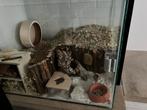 Starterkit knaagdieren, Dieren en Toebehoren, Gebruikt, Overige typen, Minder dan 75 cm, Hamster