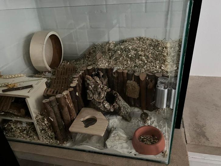 Starterkit knaagdieren, Dieren en Toebehoren, Knaagdieren en Konijnen | Hokken en Kooien, Gebruikt, Overige typen, Minder dan 60 cm