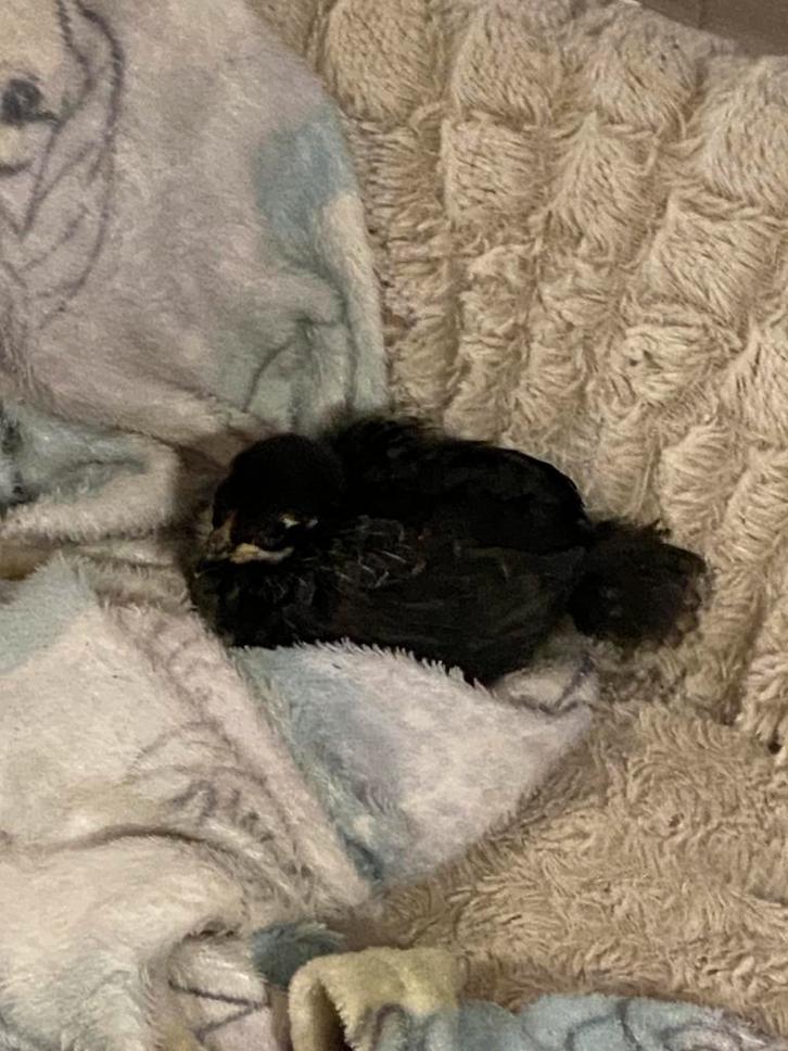 Chabo x legkip kruising, Dieren en Toebehoren, Pluimvee, Kip, Geslacht onbekend