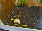 Garnalen neocaridina yellow neon, Dieren en Toebehoren