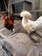 Coq s, Ophalen