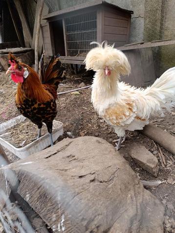 Coq s beschikbaar voor biedingen