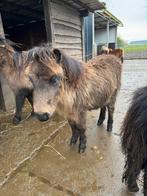 Shetland Hengsteveulen te koop, Dieren en Toebehoren, Niet van toepassing, 0 tot 2 jaar, Hengst, A pony (tot 1.17m)