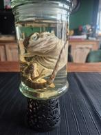 Baardagaam op sterk water, Verzamelen, Dierenverzamelingen, Ophalen, Nieuw, Reptiel of Amfibie, Opgezet dier