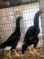 Couple Shamo, Animaux & Accessoires, Volatiles, Poule ou poulet