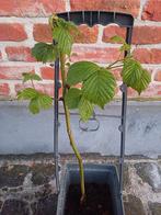 Braambessenplant ong 70 cm, Tuin en Terras, Planten | Fruitbomen, Ophalen of Verzenden