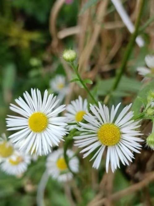 Zomerfijnstraal , lange bloeier ,6 voor 5 euro ,LAATSTE, Tuin en Terras, Planten | Tuinplanten, Eenjarig, Overige soorten, Halfschaduw