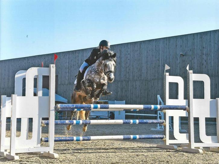 Bomproof D wedstrijdpony jumping dressuur eventing, Animaux & Accessoires, Chevaux, Étalon, Z, 11 ans ou plus, Avec pedigree, Avec puce électronique