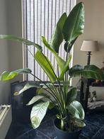 Strelitzia nicolai, groot +_ 1.80  met pot, Ophalen