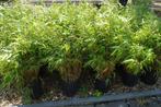 Bambou non invasifs, profitez-en, Tuin en Terras, Planten | Struiken en Hagen, Haag, Bamboe, Ophalen