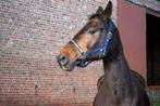 Fleur | Paard Te Koop, Dieren en Toebehoren, Paarden, Zadelmak, Recreatiepaard, 11 jaar of ouder, Merrie