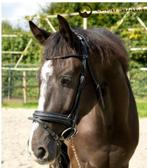 Isabelle Werth zeer mooi rondgenaaid hoofdstel, Dieren en Toebehoren, Paarden en Pony's | Hoofdstellen en Tuigage, Ophalen, Zo goed als nieuw