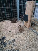 Japanse kwartel hennen, Dieren en Toebehoren