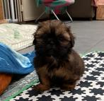 Shitzu puppy, Dieren en Toebehoren, België, 8 tot 15 weken, CDV (hondenziekte), Eén hond