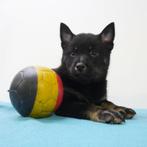 X Schipperke/Shiba Inu (kruising) pups te koop (Belgisch), Dieren en Toebehoren, België, CDV (hondenziekte), 8 tot 15 weken, Meerdere