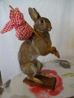 taxidermie lievre assis magnifique socle baluchon, Ophalen, Zo goed als nieuw, Wild dier, Opgezet dier