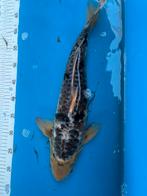 45 cm koi, Dieren en Toebehoren, Karper of Koi