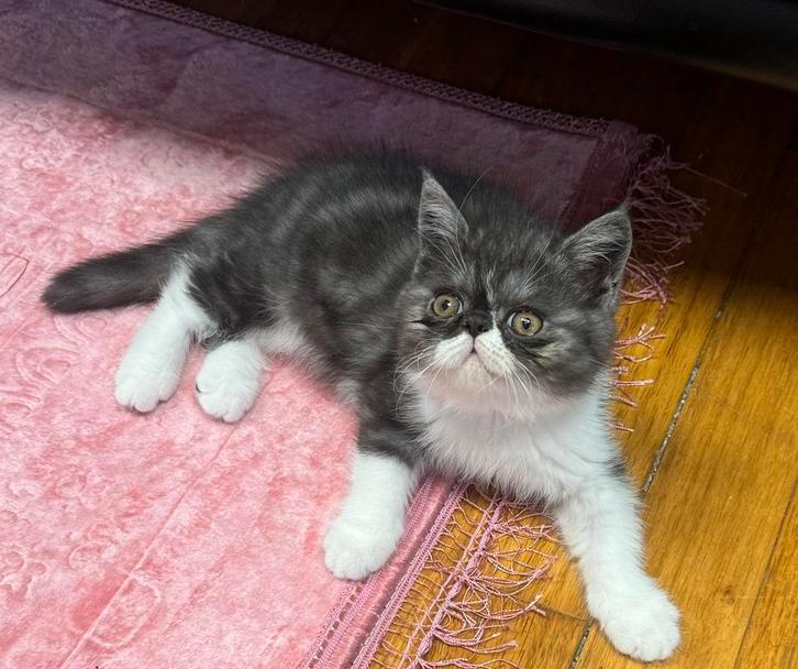 kittens Exotic  korthaar, Dieren en Toebehoren, Katten en Kittens | Raskatten | Korthaar, Meerdere dieren, 0 tot 2 jaar, Met stamboom