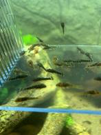 Pleco, Dieren en Toebehoren