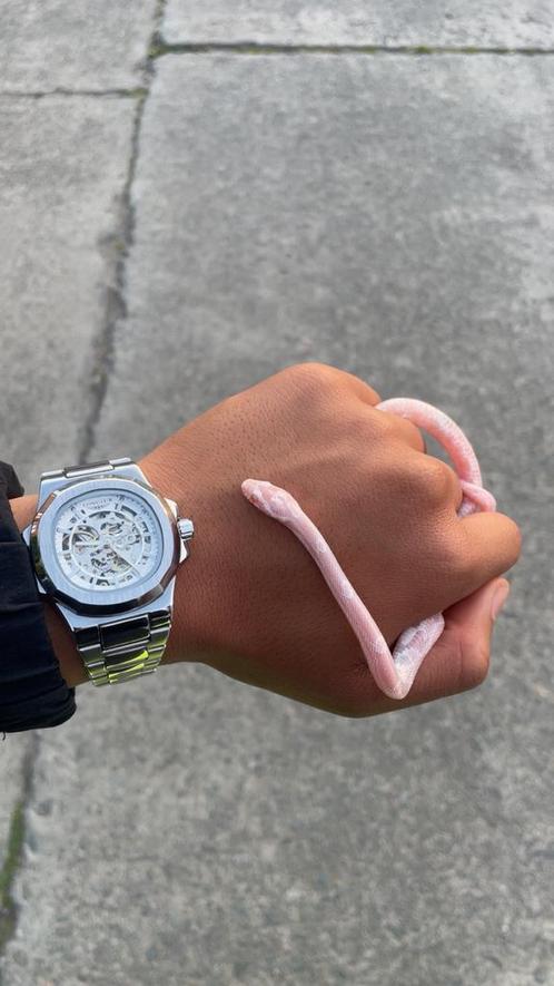 roze albino Amerikaanse korenslang (Pantherophis guttatus), Dieren en Toebehoren, Reptielen en Amfibieën, Slang, 0 tot 2 jaar