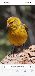 Gezocht wilde kanarie man (serinus canarius), Kleurkanarie