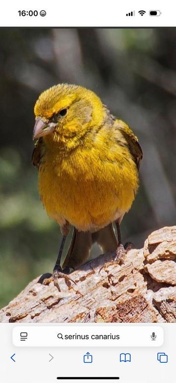 Gezocht wilde kanarie man (serinus canarius) beschikbaar voor biedingen