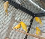 Kanaries, Animaux & Accessoires, Oiseaux | Canaris