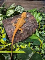 Baardagaam hypo red (mannetje), Hagedis, Tam, 0 tot 2 jaar