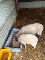 Schaap met ooilam 0476252495, Dieren en Toebehoren, Schapen, Geiten en Varkens, Schaap